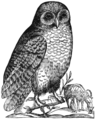 owl