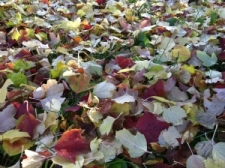 autumn_leaves_3