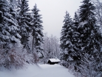 Cabin in Winter Forest