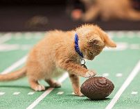 kitten bowl