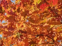 fall-leaves-1432747-1-m