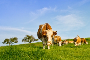 cows-on-meadow-1410432-m