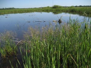 A photo of a wetland