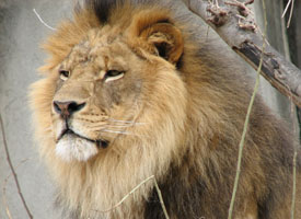 Lion - Louisville Zoo