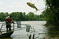 An invasive Asian carp jumps from the water