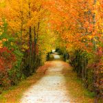 sidewalk with fall trees