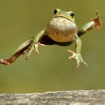 jumping frog