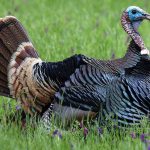 wild turkey