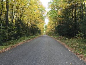 A path forward with trees on either side going through a forest.