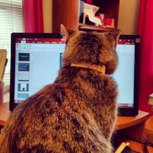 cat watching a computer screen