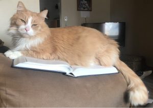 ginger cat sitting on textbook