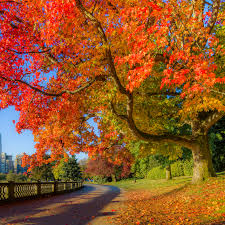 rural road surrounded by trees with fall colors